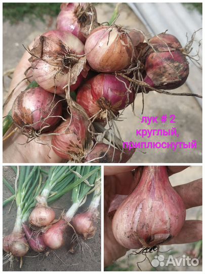 Лук семейный (шалот) несколько видов на семена