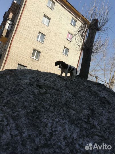 Выгуливать собак работа