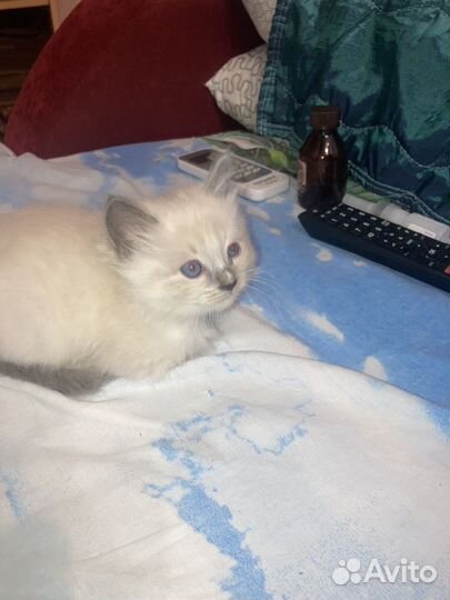 Тайские котята