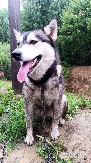 Найдена собака