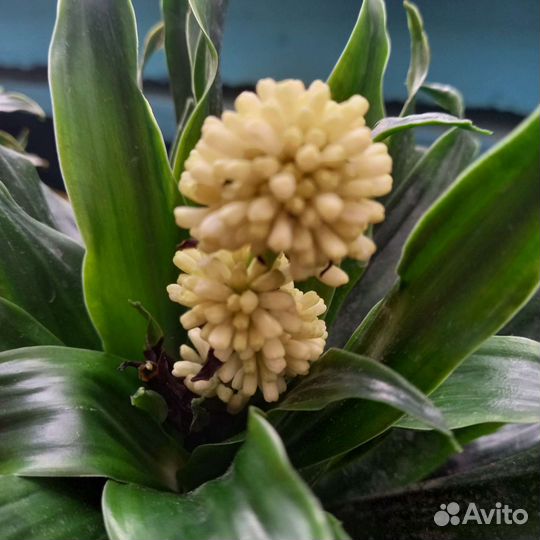 Цветок драцена