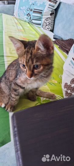 Кошка в дар бесплатно