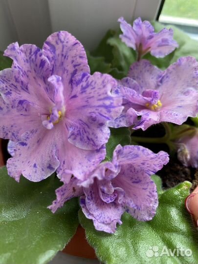 Лист фиалки