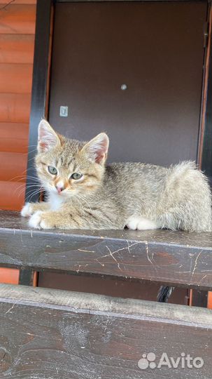 Котята от деревенской кошки-крысоловки