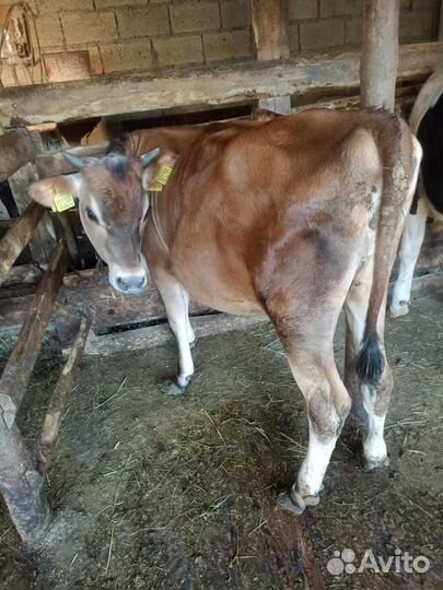 Джерсейская телочка