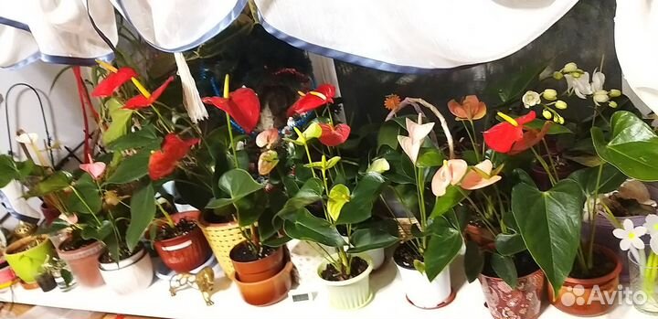 Антуриум красный, белый, зелёный, розовый