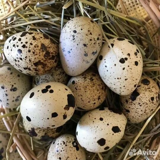 Яйца перепелиные и куриные домашние