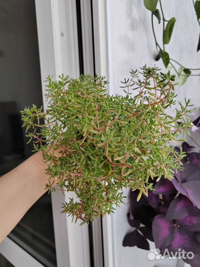 Crassula Humbertii