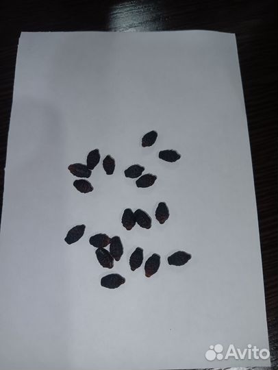 Семена мирабис (ночная красавица)