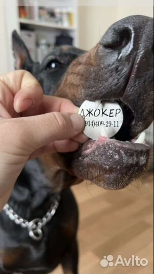 Адресник, жетон, ошейник