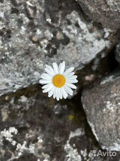 Администратор-менеджер