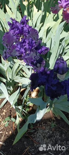 Ирисы бородатые