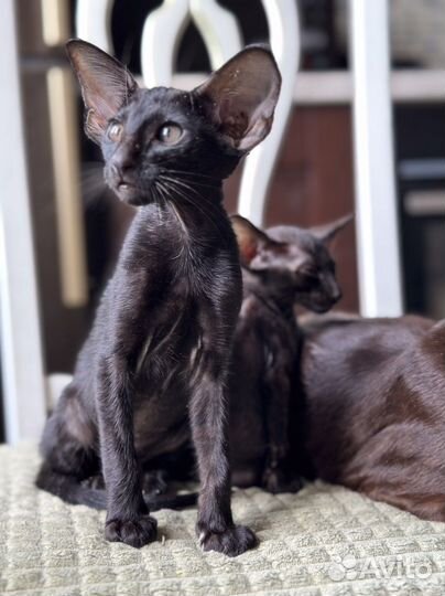 Ориентальные котята