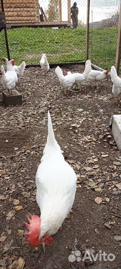 Куры несушки