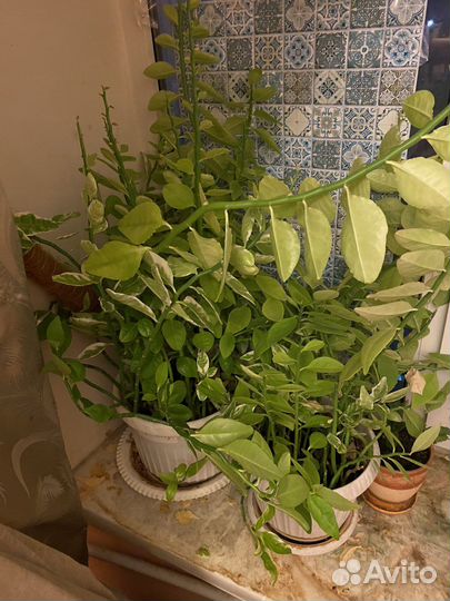 Педелантус