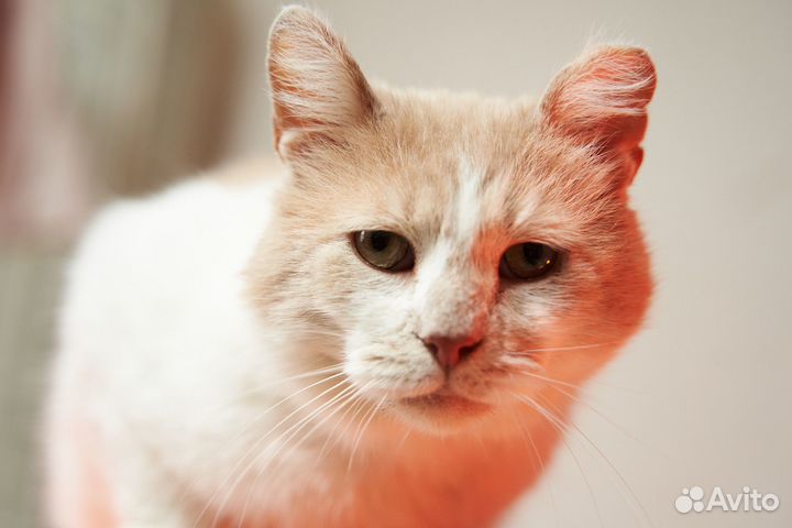 Дачник ищет дом