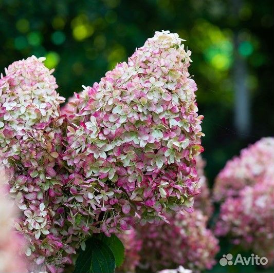 Гортензия Роял Флауер Royal Flower