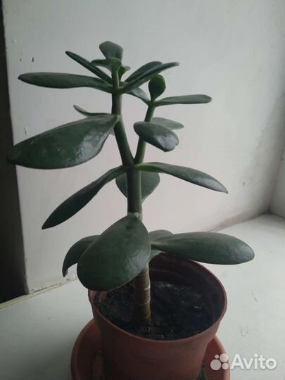 Денежное дерево