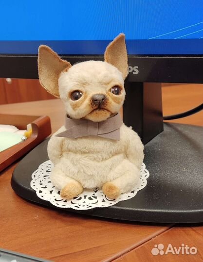 Тедди собачка чихуахуа