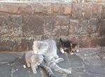Шотландские вислоухие котята ищут дом (Даром)