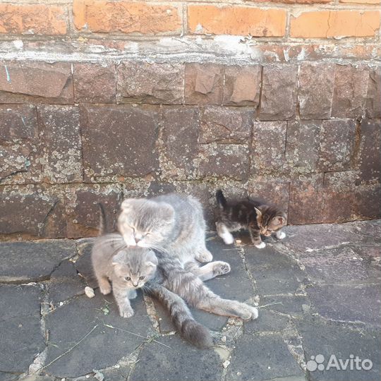 Котята ищут дом (Даром)