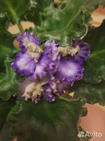 Фиалка взрослая цветущая