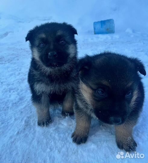 Щенки немецкой овчарки