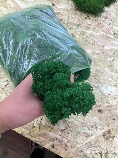 Стабилизированный мох ягель живой