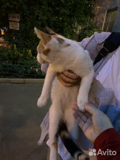 Кошка в дар