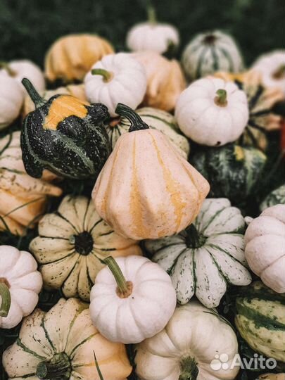 Тыква декоративная