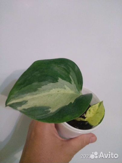 Эпипремнум хеппи лиф, филодендрон