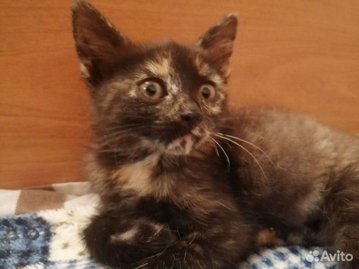 Девчушка в добрые руки. Стерилизация в подарок