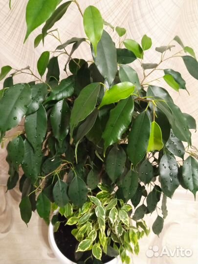 Фикус бенджамина