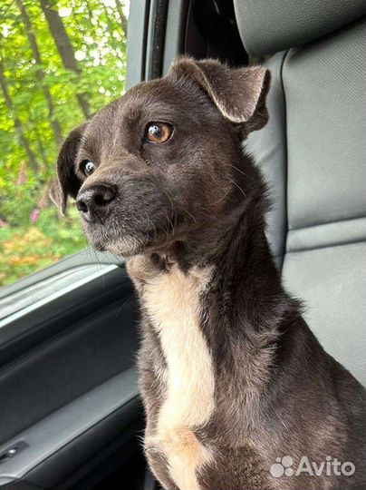 Собака Милли в добрые руки