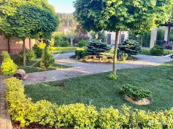 Укладка рулонного газона - 100 мятлик