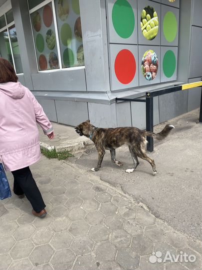 Собака в добрые руки. Найдись хозяин