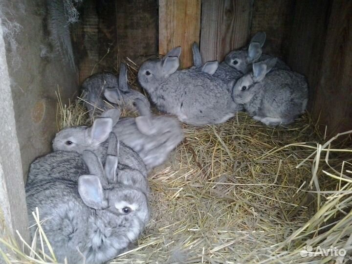 Кролики на племя