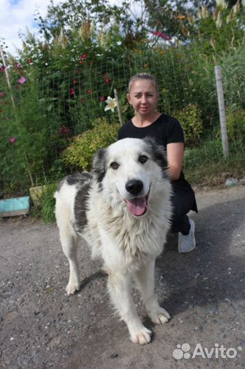 Пёс Шмель ищет тёплый дом и любящую семью