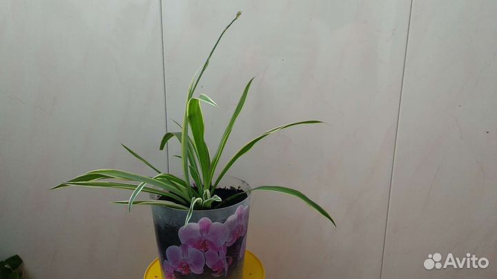 Хлорофитум