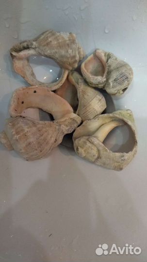 Морские ракушки,рапаны