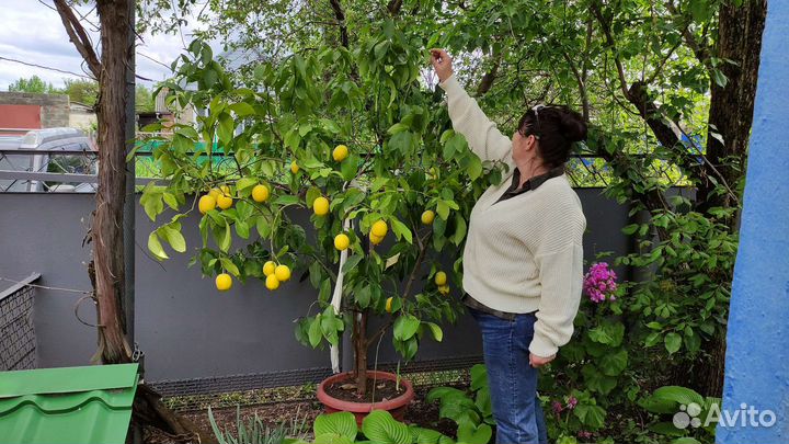 Лимон комнатный