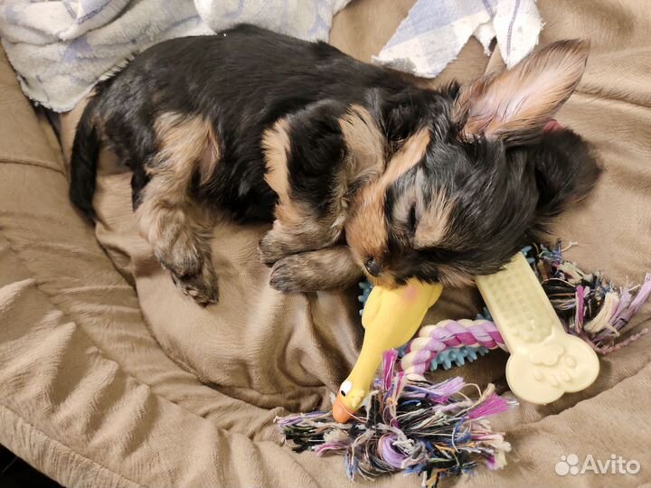 Йоркширский терьер (щенок, мальчик)