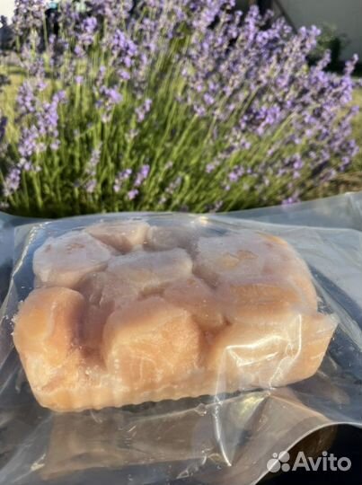 Морской гребешок