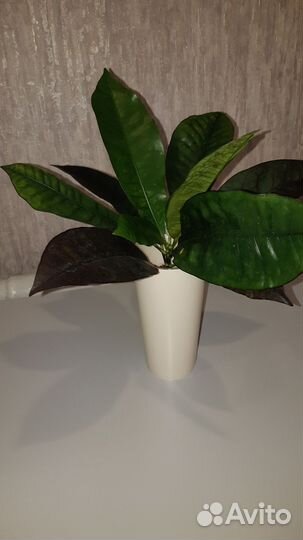 Кротон Миссис айстон