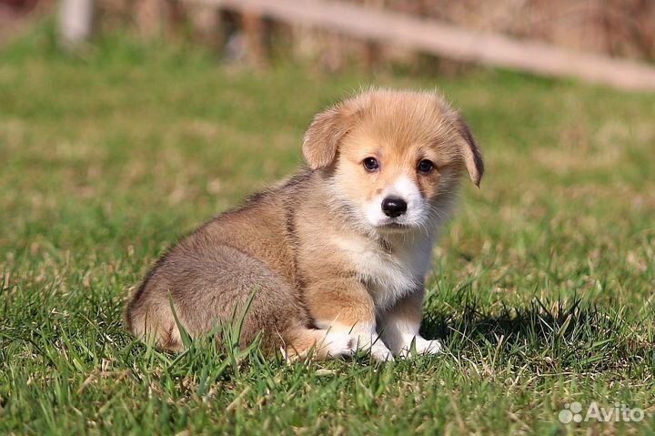 Щенки корги