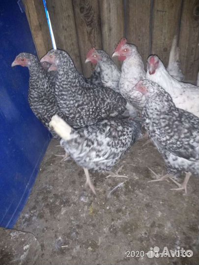 Инкубационные яйца Пушкинские, Кучинские