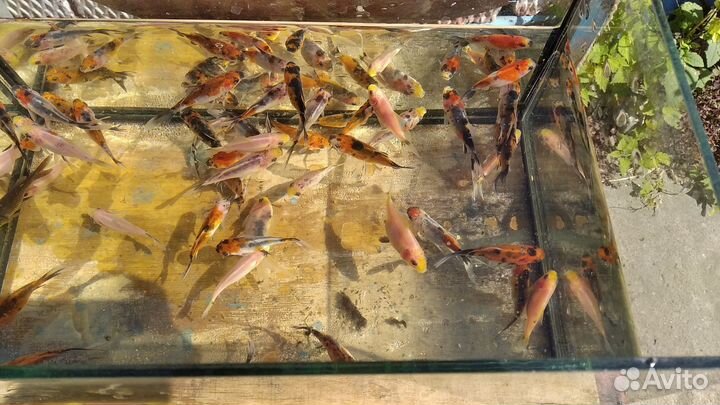 Прудовая рыба и растения