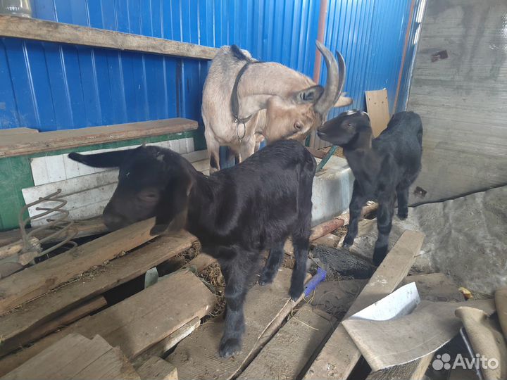 Нубийские козочки