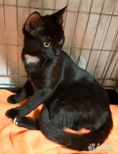 Молодая кошка с шелковистой шёрсткой в дар