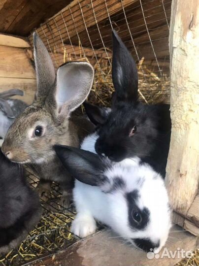 Кролики мясной породы ждут свох хозяев